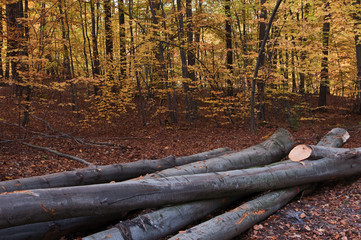 Fototapeta premium autumn forest-felling of trees