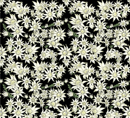 Flannel flowers small white cream daisy-like, massed on black.