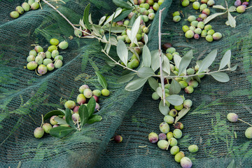 detail of olive harvest