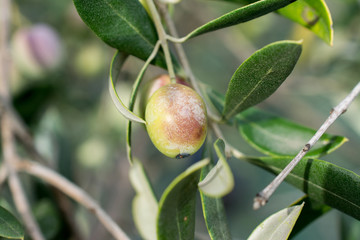 detail of olive on branch