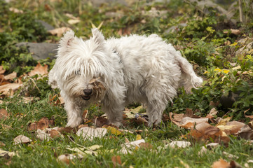 White scottish terrier closeup on fallen autumn leaves ground in park