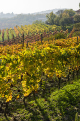 Fototapeta na wymiar Vineyards in Piedmont