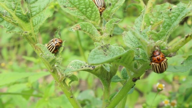 colorado gluttonous bugs sitting on the leaf of potato
