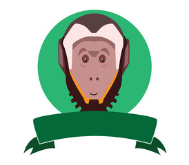 Capuchin monkey