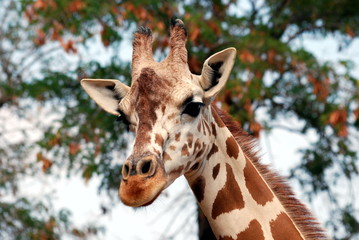 Safari park
