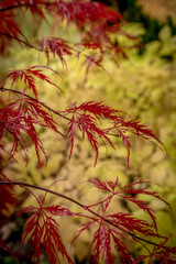 Japanischer Ahorn und Steine