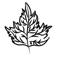 Leaf icon. Autumn season floral garden and nature theme. Vector illustration