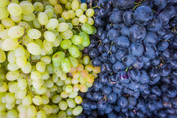 Grape. Wine grapes background.Dark grapes, blue grapes, white gr