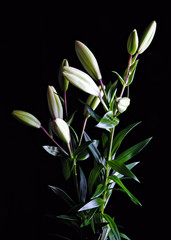bouquet of lilies over black background