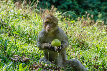 Berberaffe mit Apfel