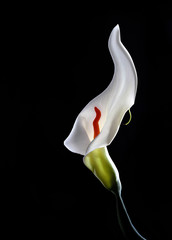 White calla lilies , over black background