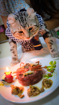 cat .Birthday Cat .a cat was going to blow the birthday cake In the room did not open light