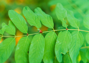 Small red spotted ladybug on green leaves