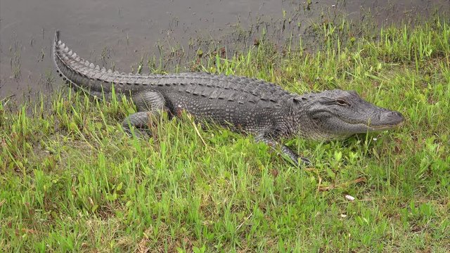 American alligator sunning himself on bank of a canal at Sabine National Wildlife Refuge in Louisiana