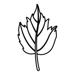 Leaf icon. Autumn season floral garden and nature theme. Vector illustration