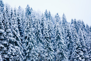 winter snow covered tree . Winter beautiful landscape. winter ba