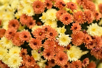 Chrysanthemums 