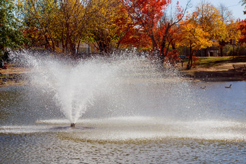 Summer Garden park with lake ducks. Fountain splashes.