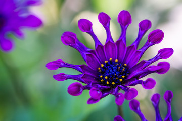 purple wildflower macro