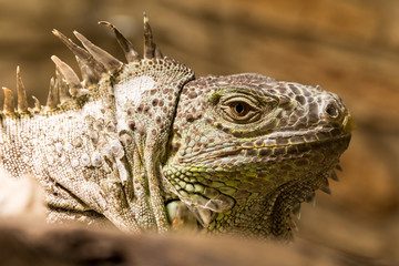 Closeup of an iguana reptil face