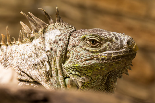 Closeup of an iguana reptil face
