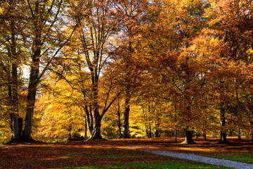autumn season scenic in a park