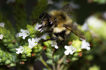 bumble bee macro