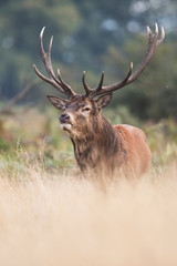 Red Deer, Deers, Cervus elaphus - Rut time.