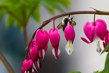 bumble bee on a bleeding heart