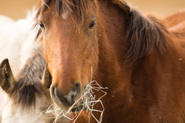 Wild Horse Face Portrait Close Up American Animal