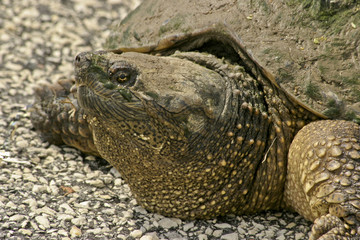 close up turtle head