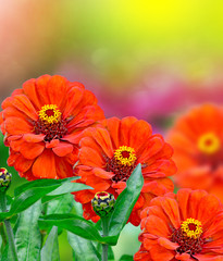 Colorful zinnia flowers on a background of the autumn landscape
