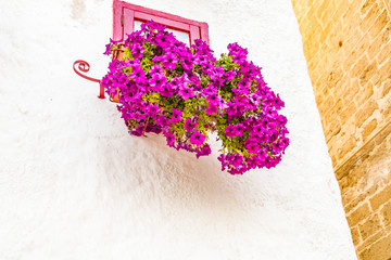 hanging petunias in Southern Italy