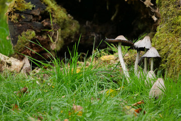 Mushrooms in grass