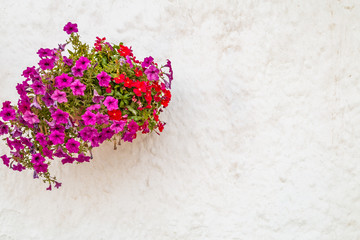 hanging petunias in Southern Italy