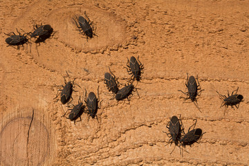 Boxelder bugs