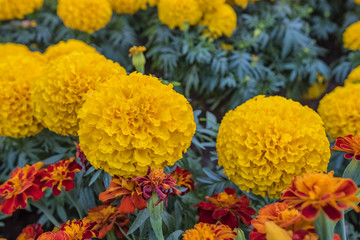 Marigolds
