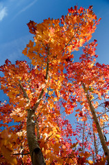 Tall trunks of maples in autumn colors - 2