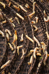 Silkworms in silk farm, Siem Reap