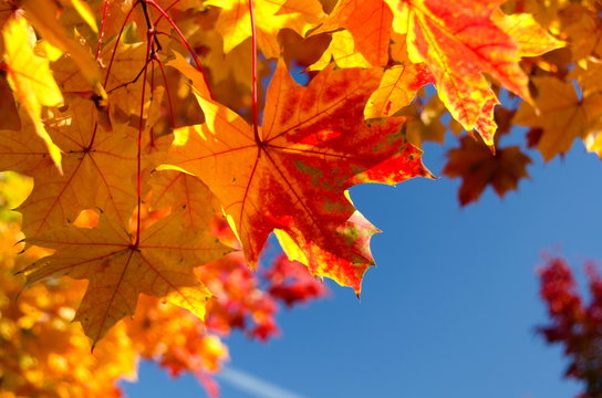 Heaps of sugar maple red and yellow leaves  - 3