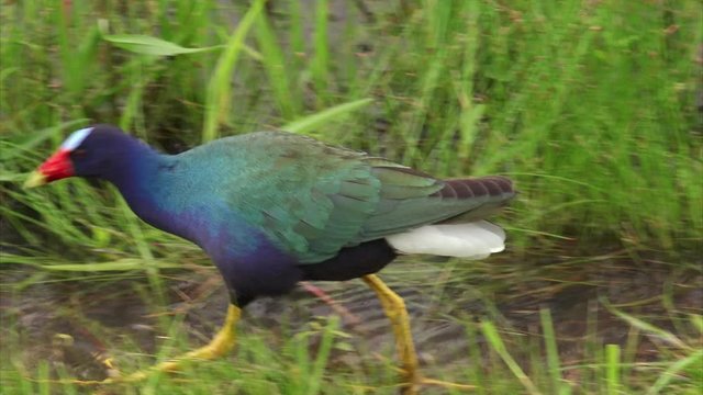 Colorful bird known as a Purple Gallinule (Porphyrio martinicus) foraging in a marsh at Sabine National Wildlife Refuge in Louisiana 