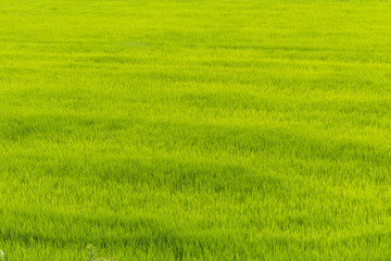 Fototapeta na wymiar 新緑の稲の風景　Rice field of Japan