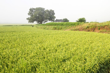 여름 들판의 느티나무