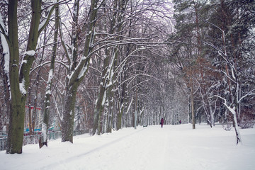 White winter in the park