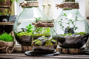 Stunning jar with piece of forest as new life concept