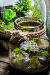 Small rain forest in a jar, save the earth concept