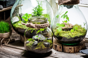 Wonderful rain forest in a jar, save the earth idea