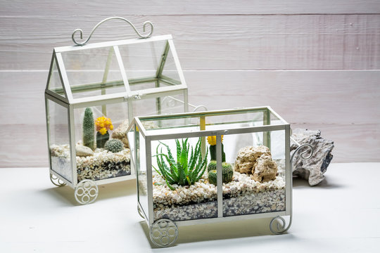 Small Live Cactus In A Small Terrarium