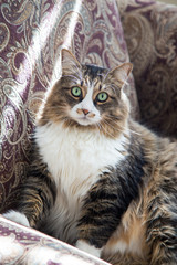 Green eyed cat sits in sunny chair