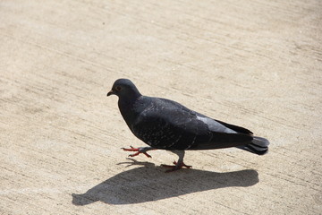 歩きハト